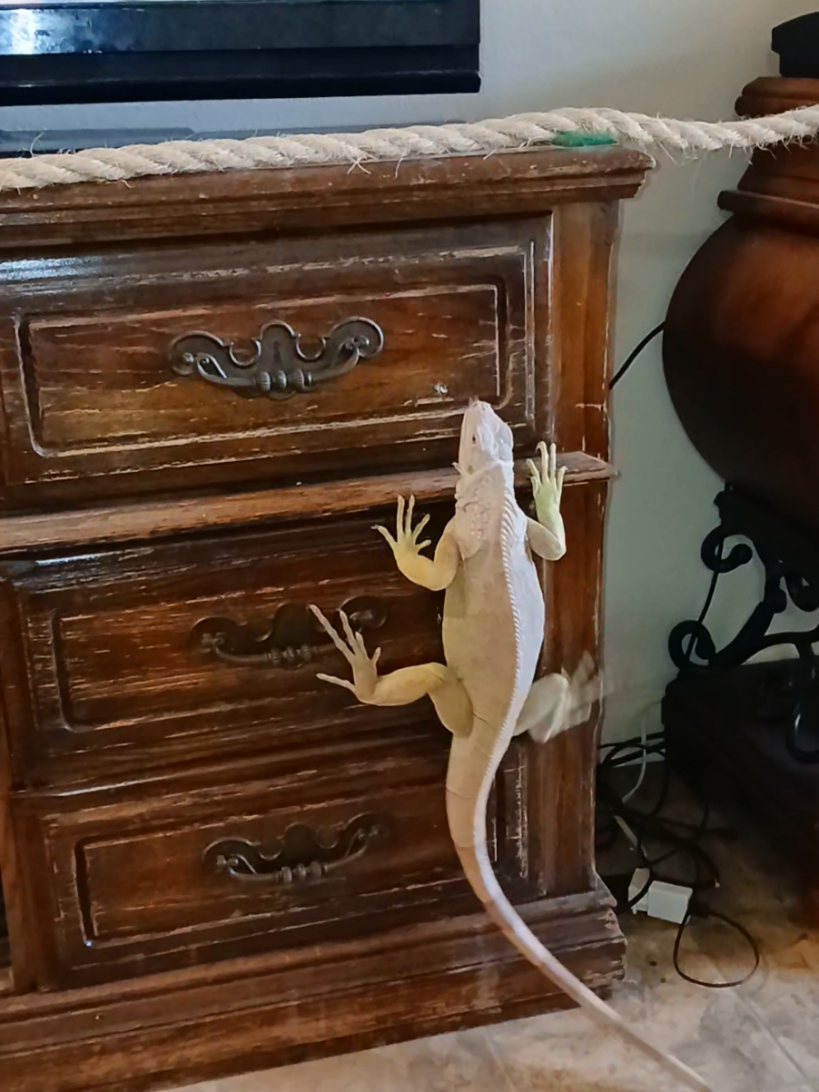 @Jimmy4 🦖
