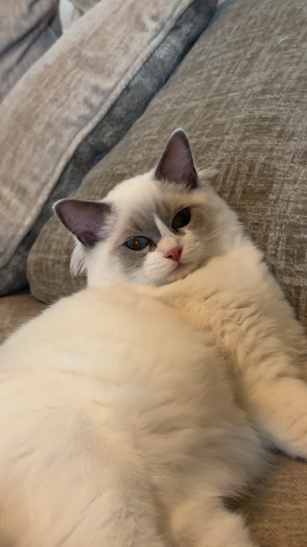 @Milo The Ragdoll Cat