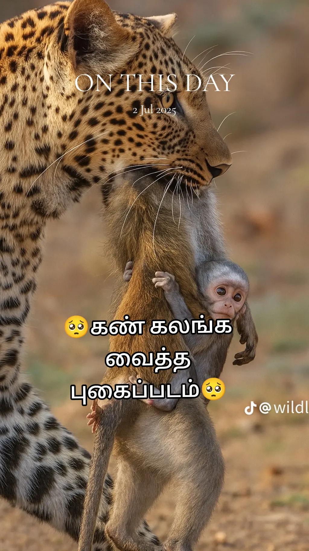 @꧁☆★😻மியாவ்😻★☆꧂