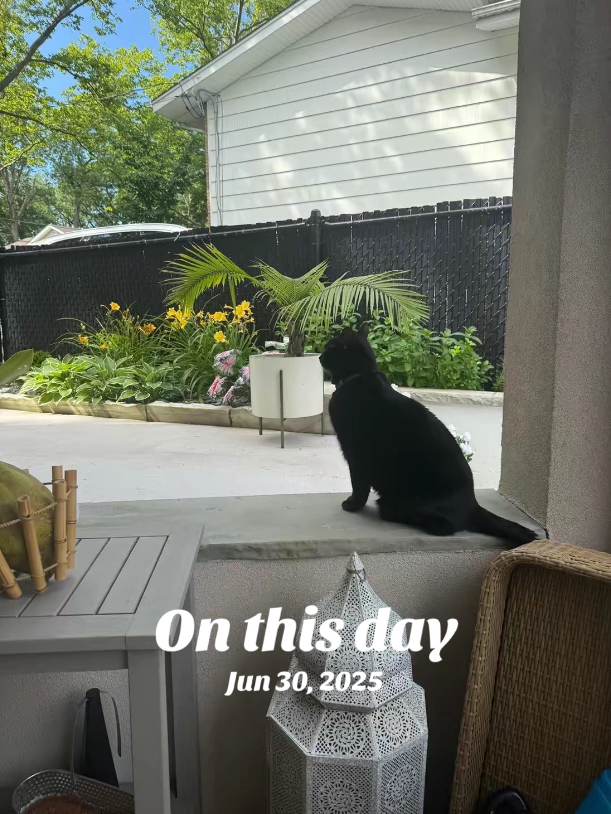 @Oscar Jeremy the cat!