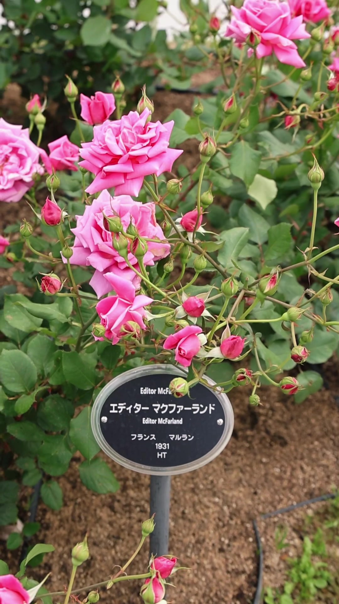 @ちゃりだー