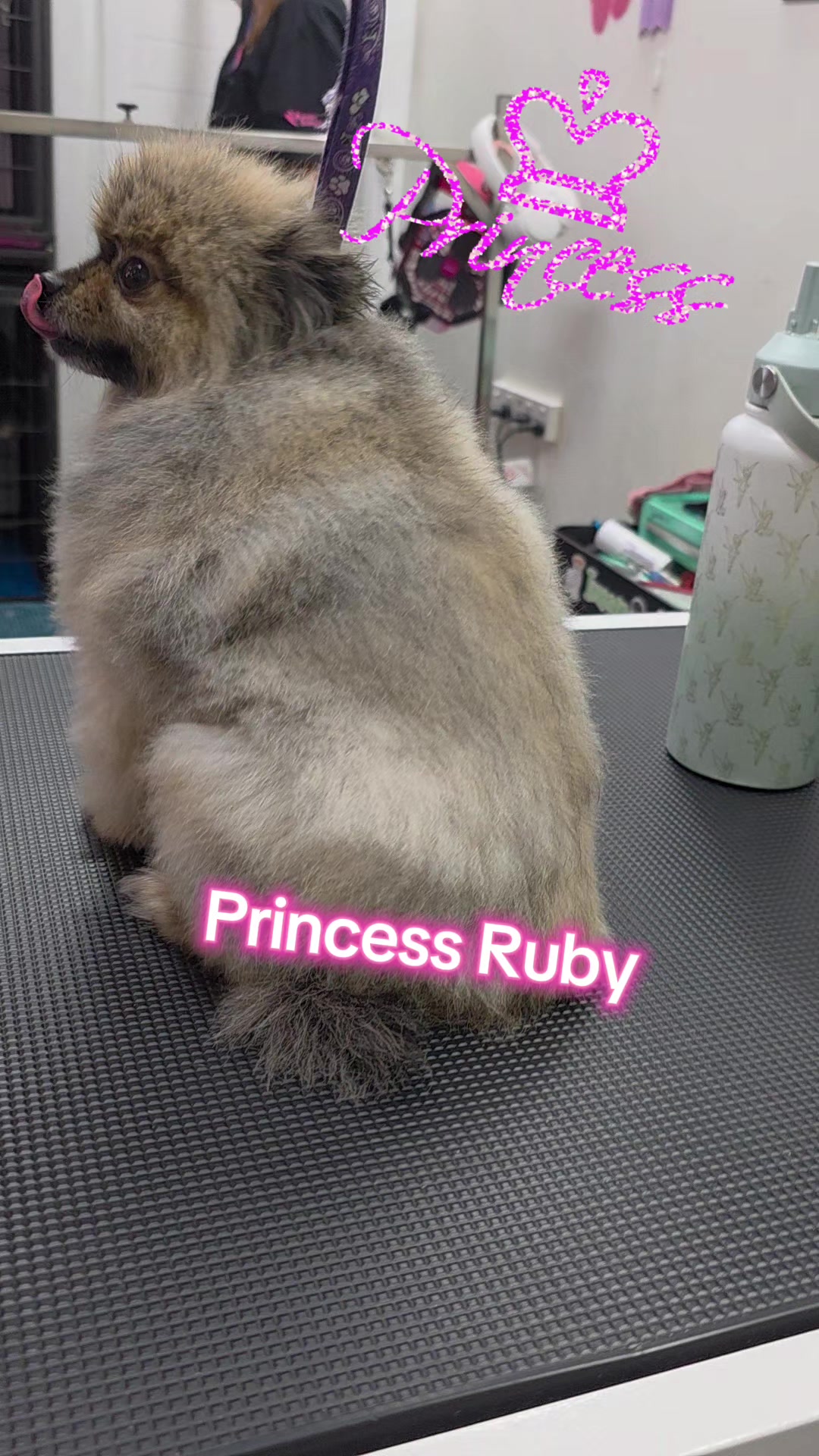 @Rhi 🐶🐾