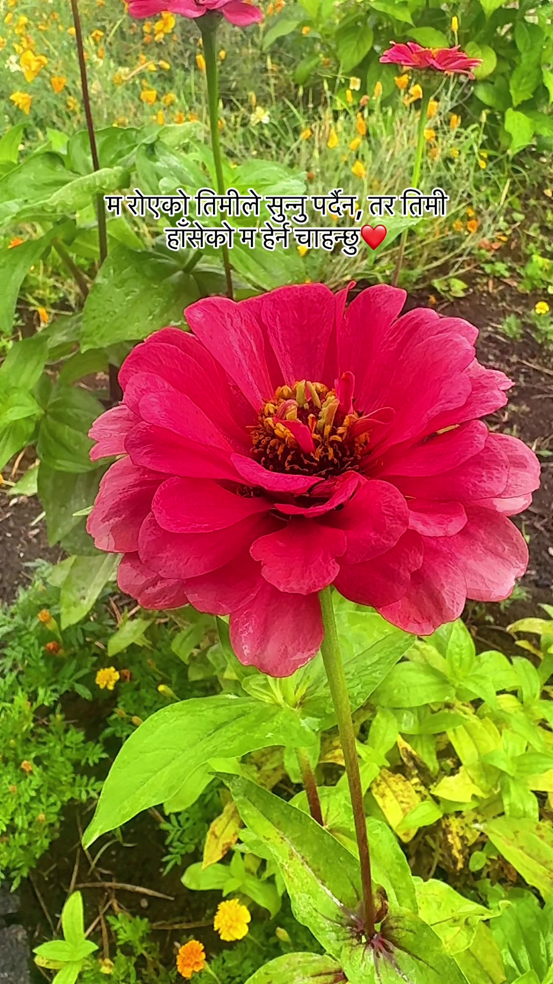 @निशा 🤍