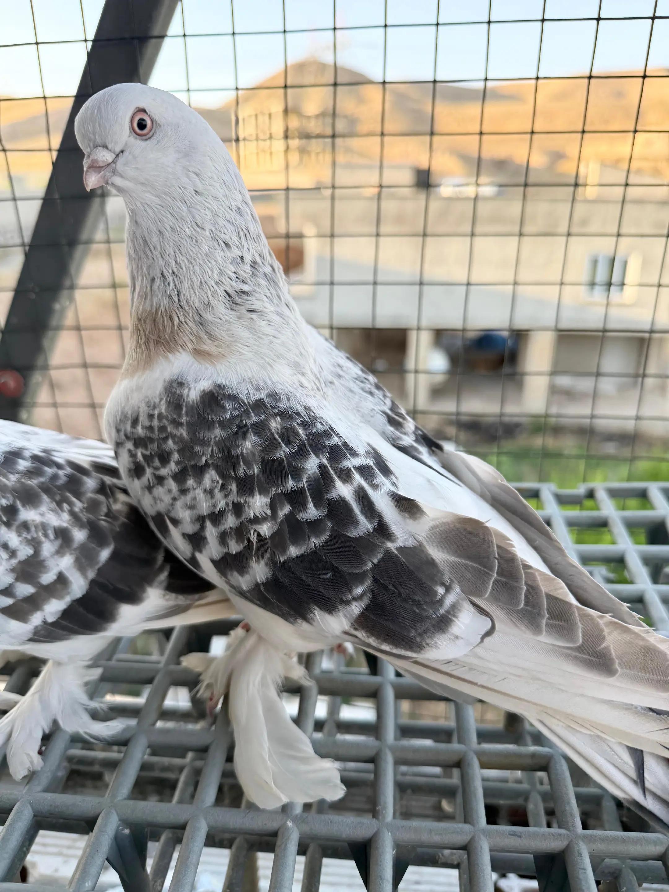 @KENAN TATAR 👑🕊️