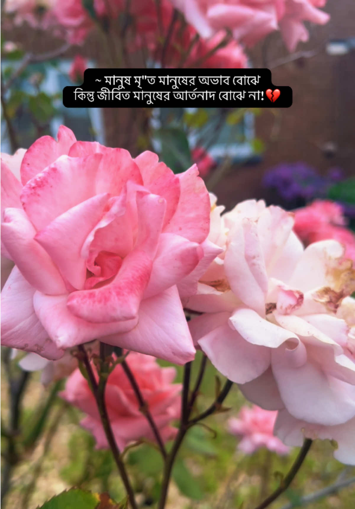 @💫💙𝑺𝒉𝒂𝒕𝒉𝒊.143💙💫