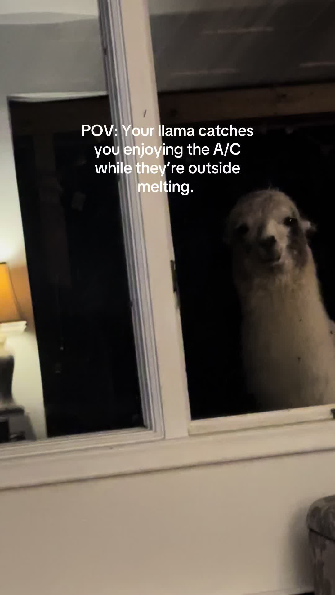@The Packing Llamas