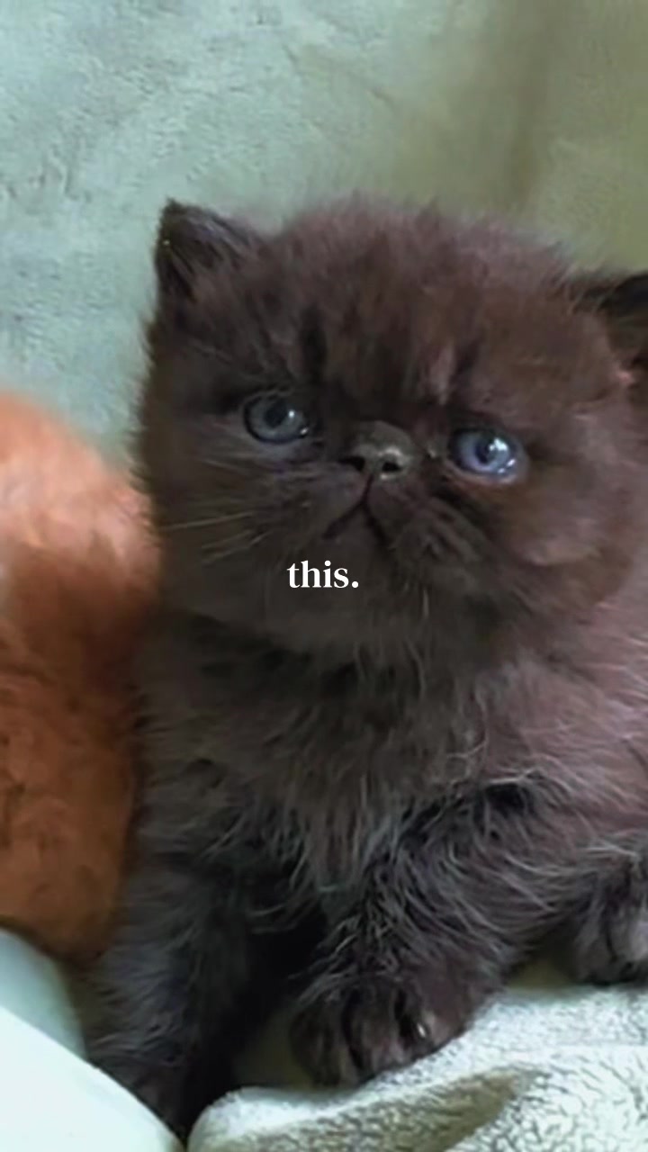 @KittyAmourCattery