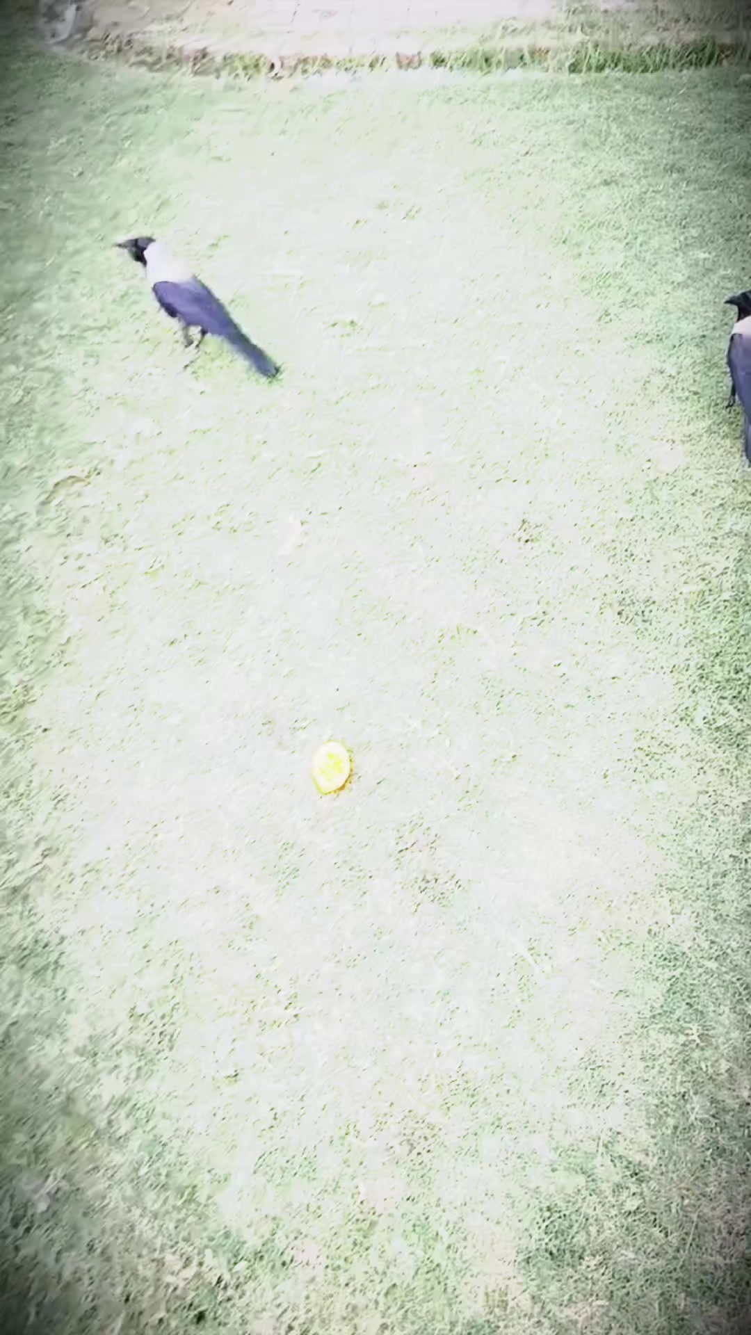 @★💞❃ 𝐒𝐇𝐀𝐇𝐍𝐎𝐎𝐑 ❃💞★