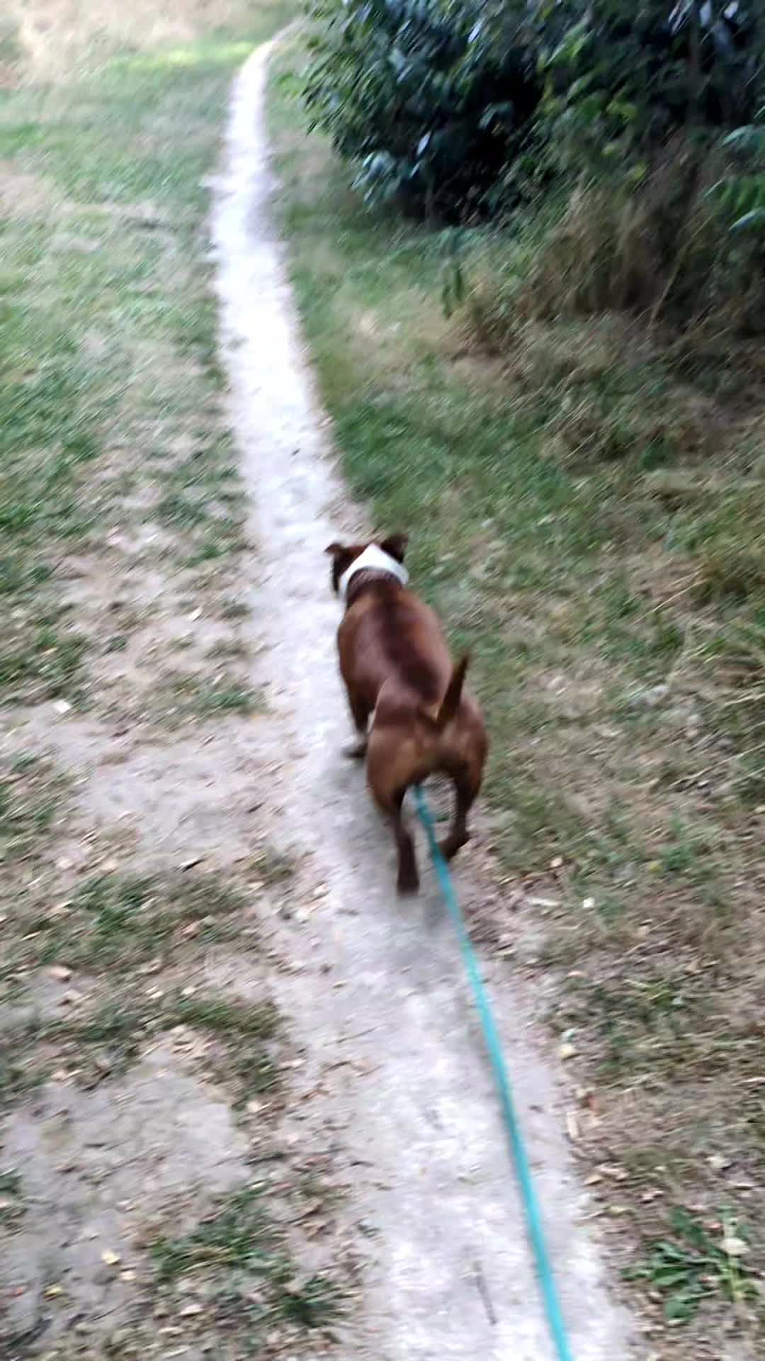 @morty le staffie