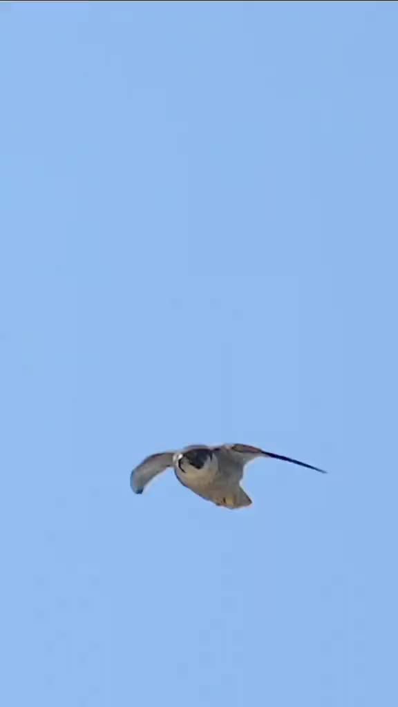 @animallifevideo