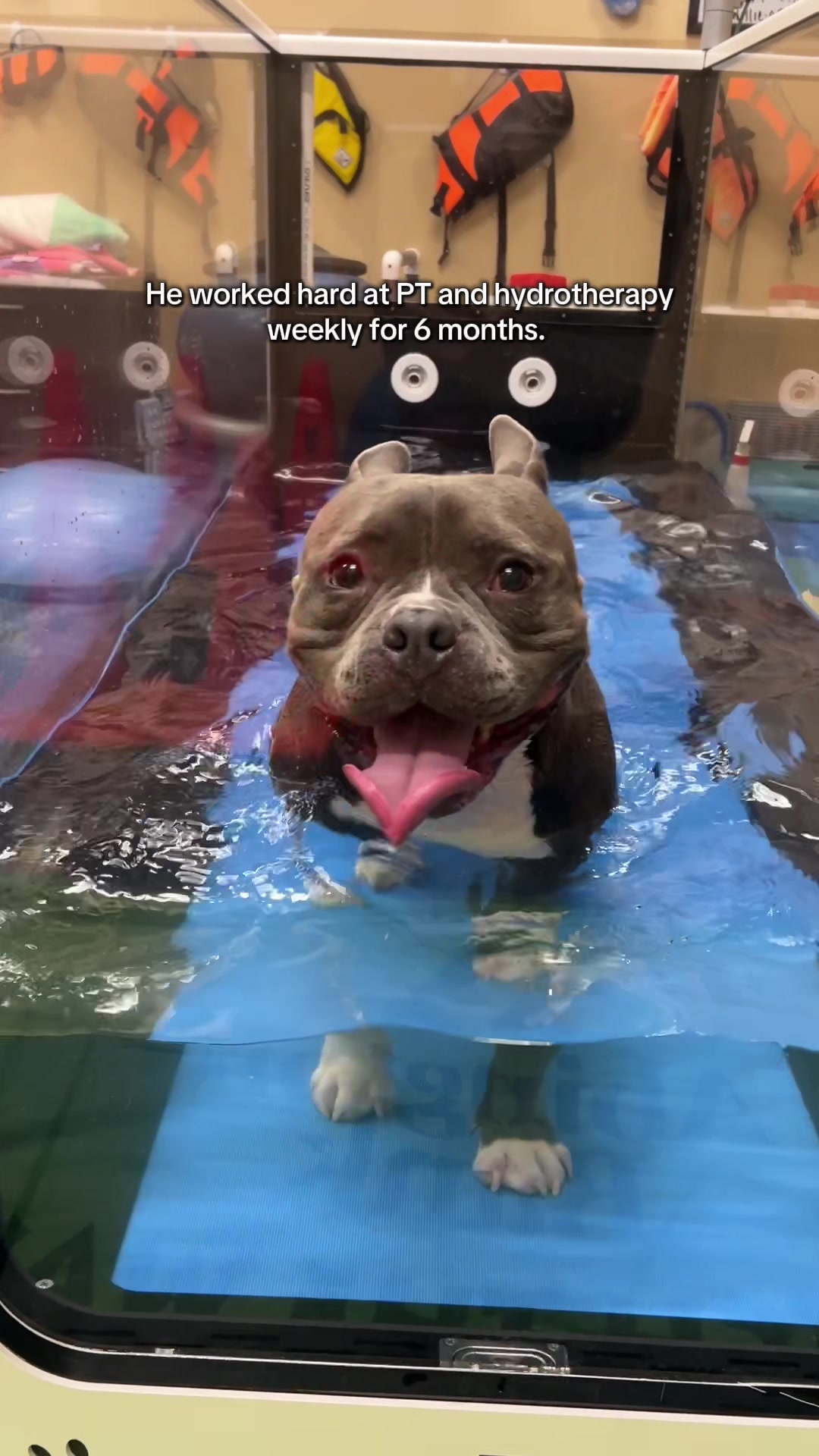 @Gunner | Pocket Bully