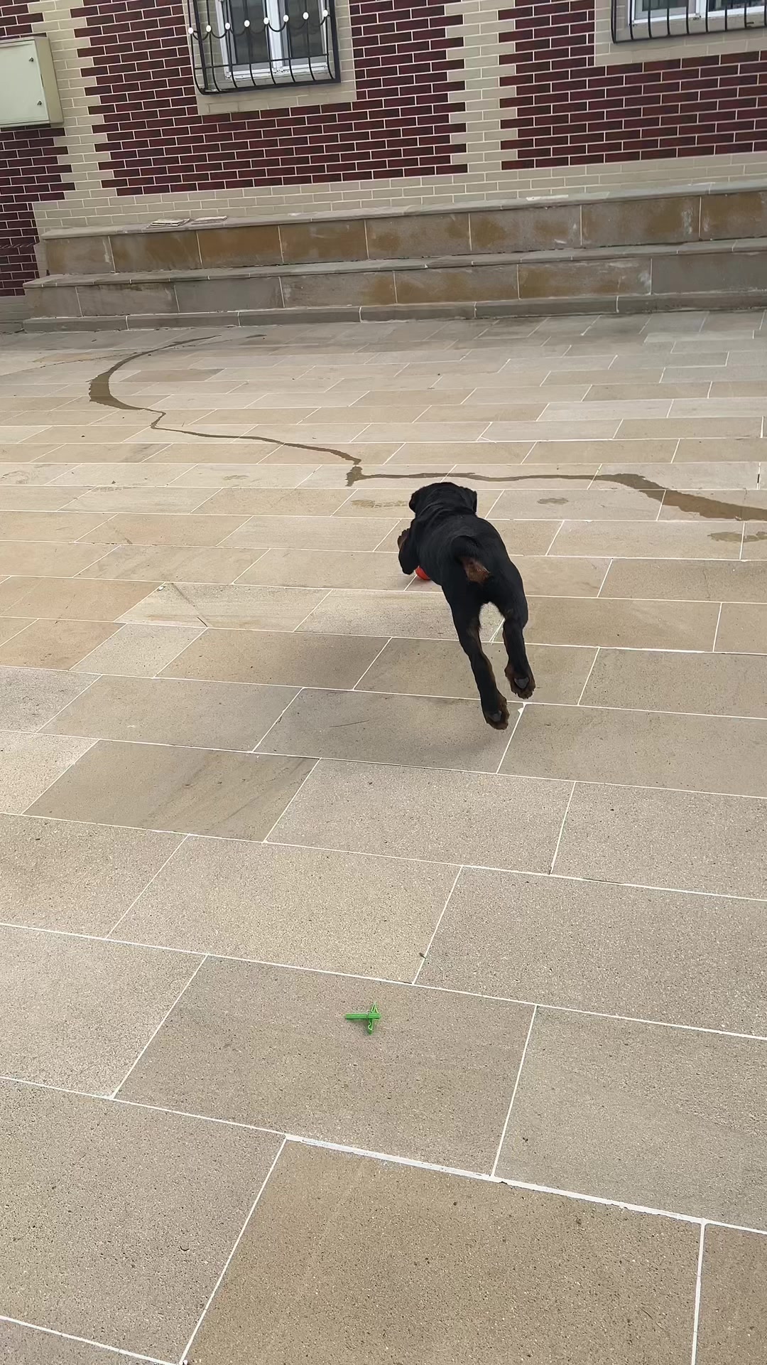 @RottweilerBaku