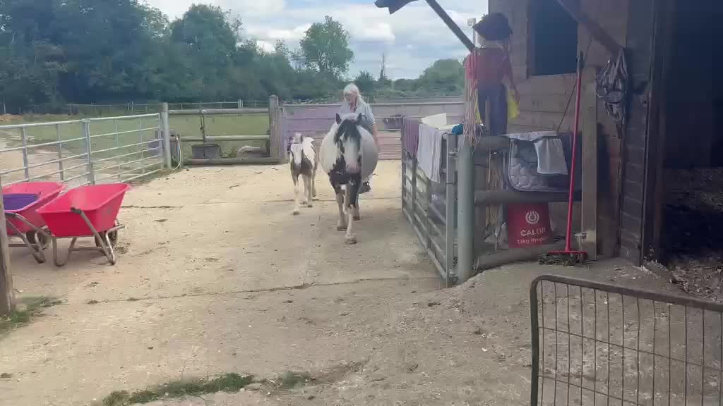 @Valgrays bc & animal rescue