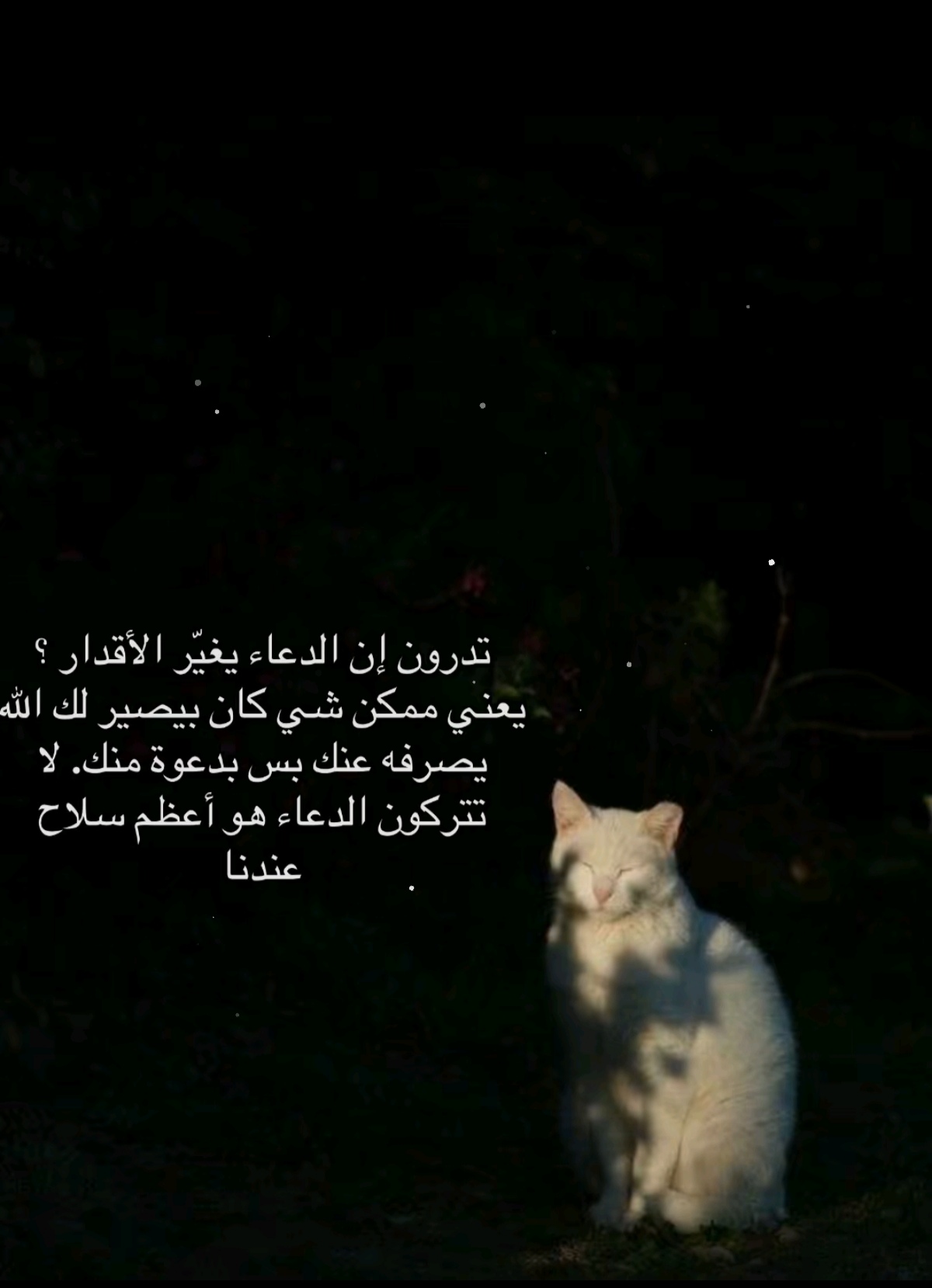@razan|رزان