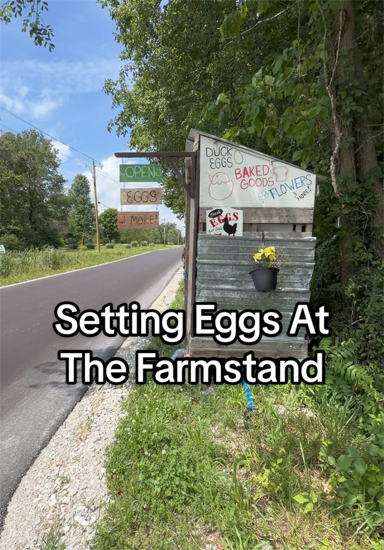 @Haley The Homesteader