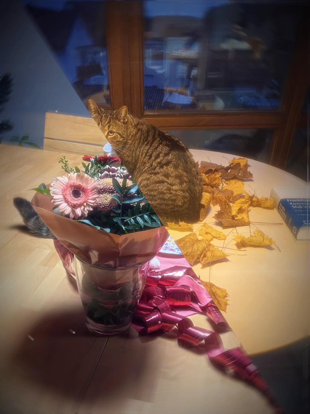 @𝓼𝓮𝓵𝓲𝓷𝓪𝓼𝓪𝓾𝓮𝓻𝔀𝓪𝓵𝓭