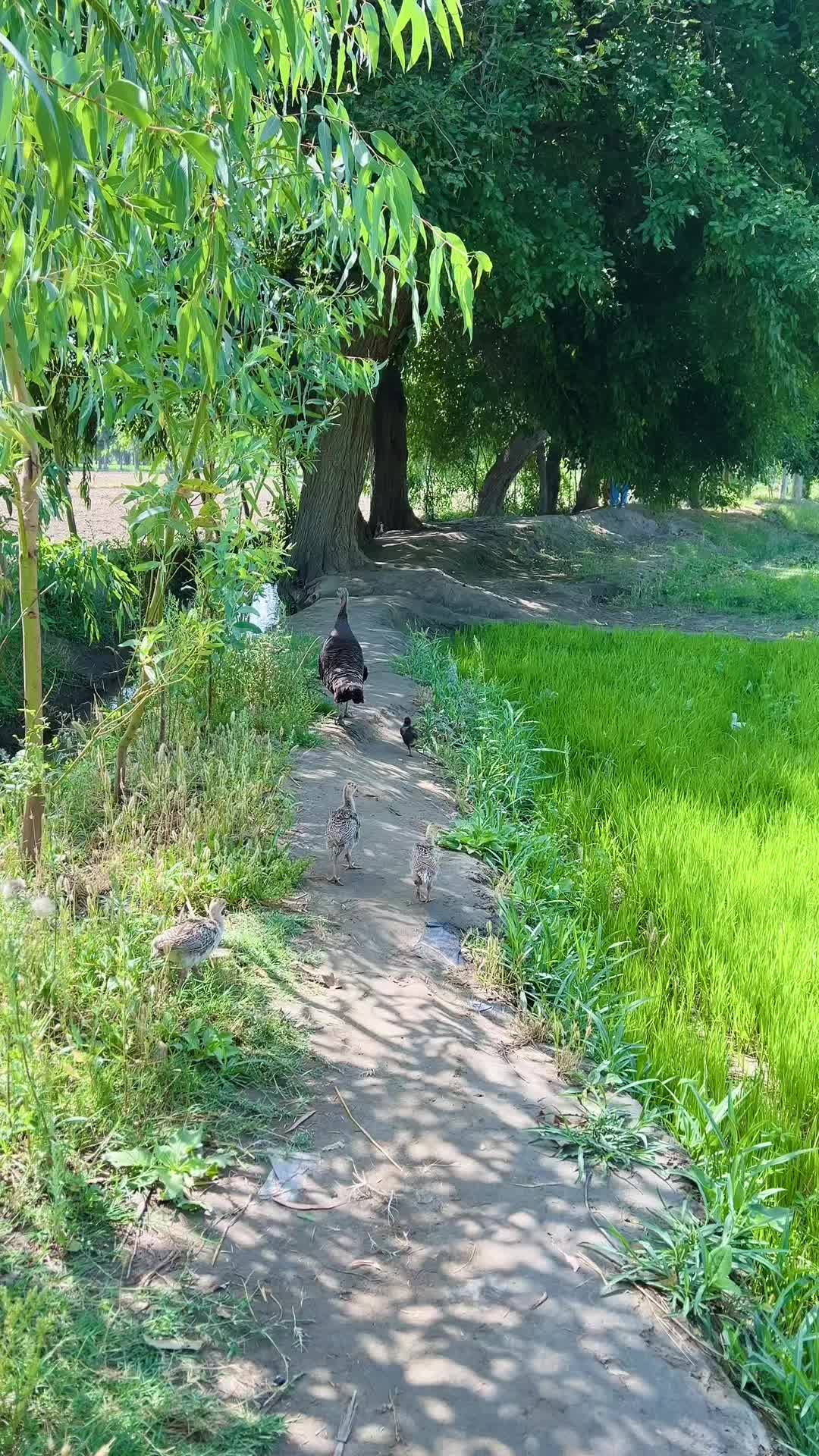 @Afghan Village Life