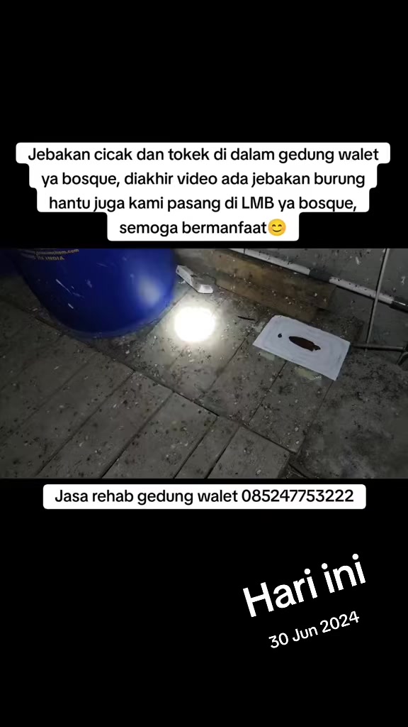 @Walet Rimba Kalimantan