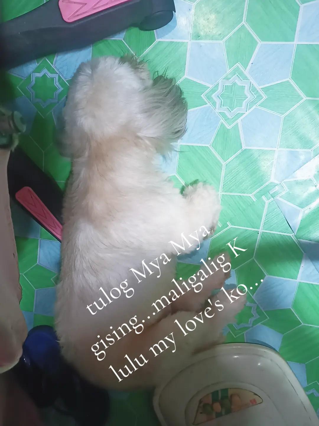 @MISS. LIBRA