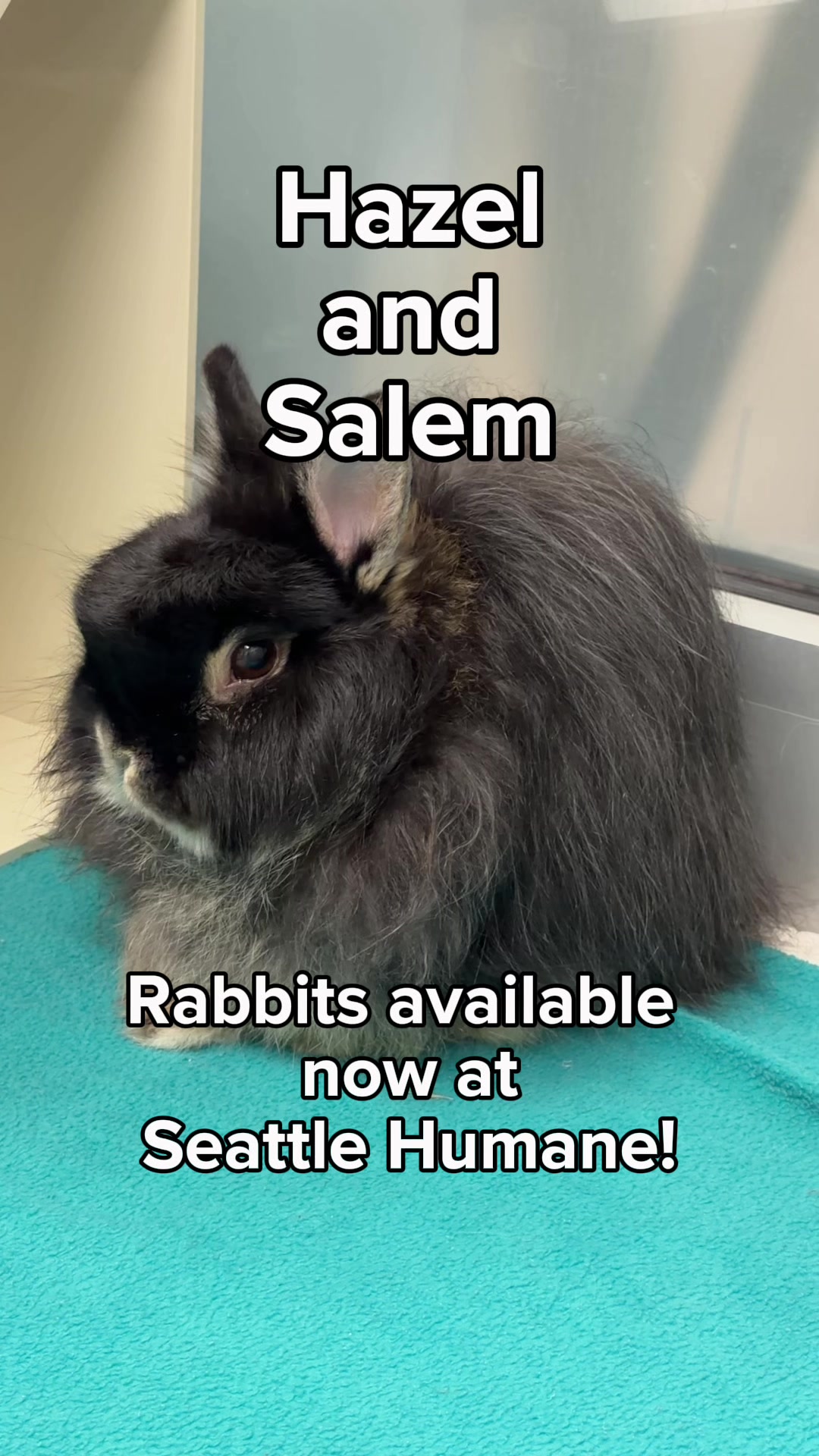 @Seattle Humane