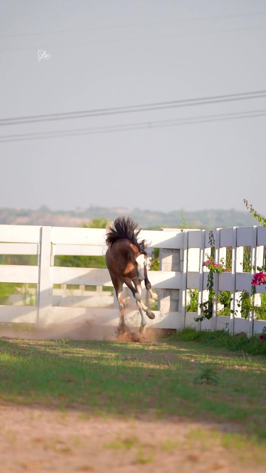@SUNRISE STUD FARMS RAWALPINDI