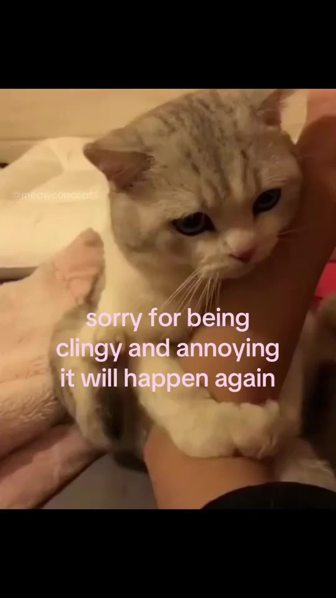 @meowconcept