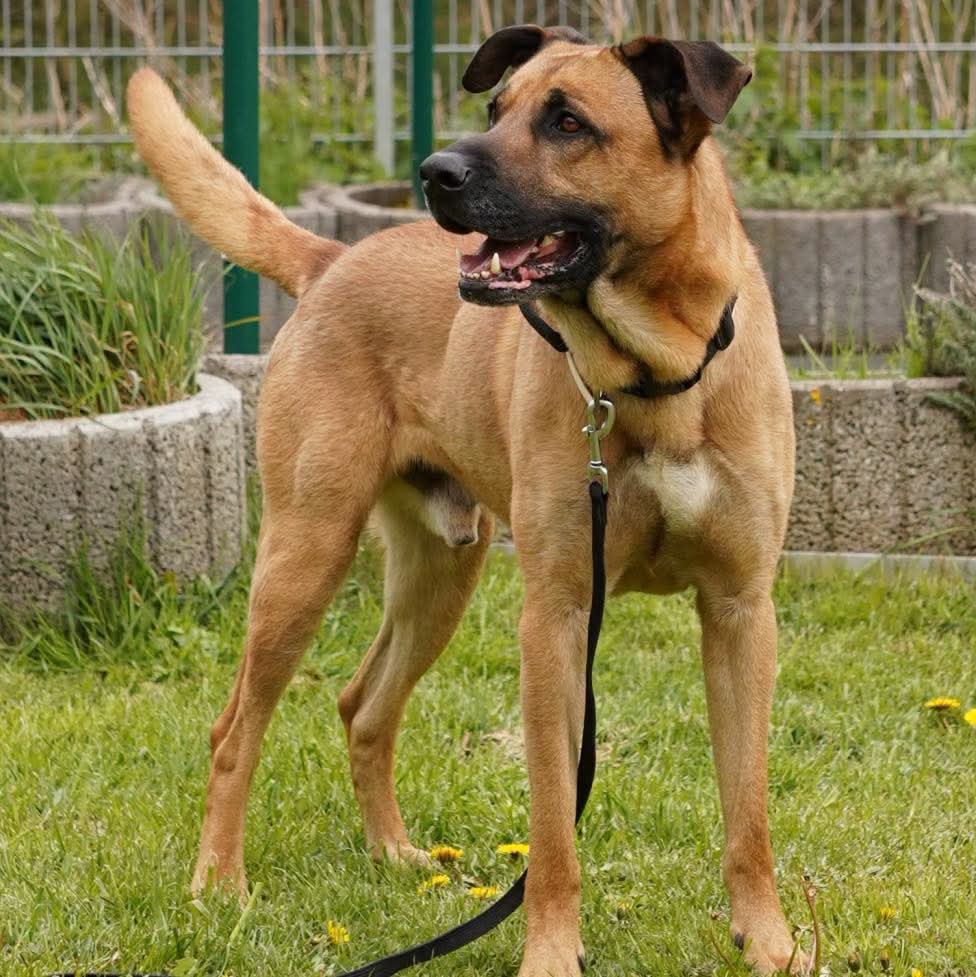 @Happy Paws Germany