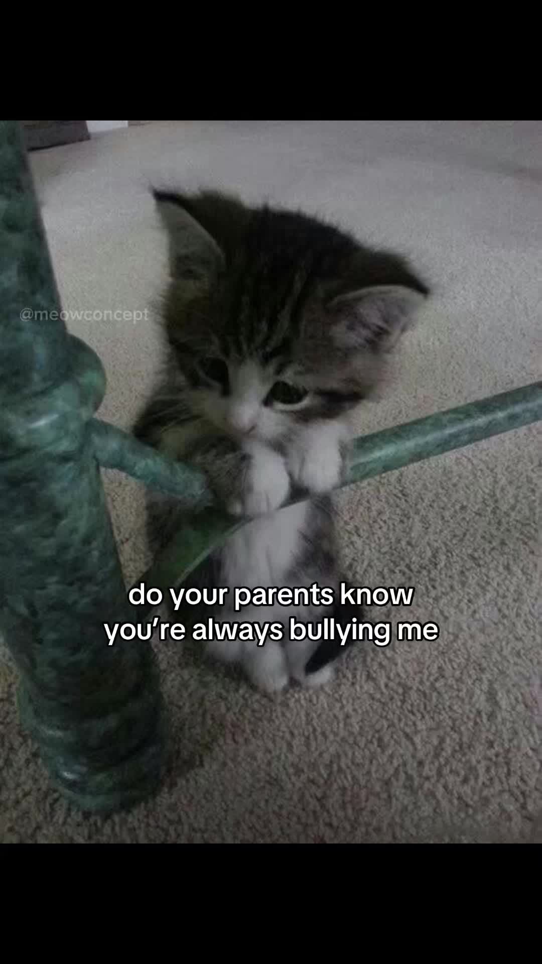 @meowconcept