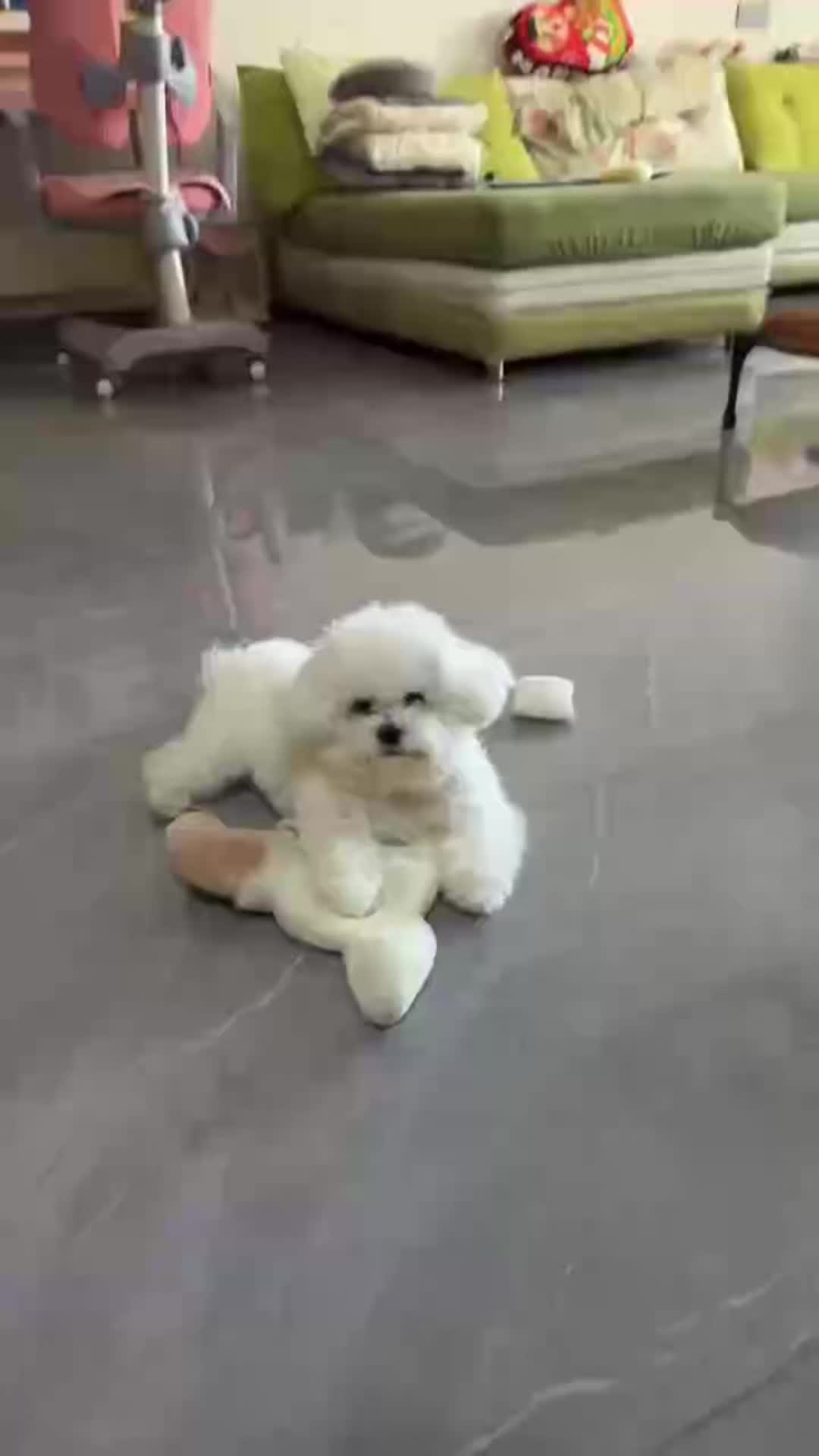 @Paw Stroy