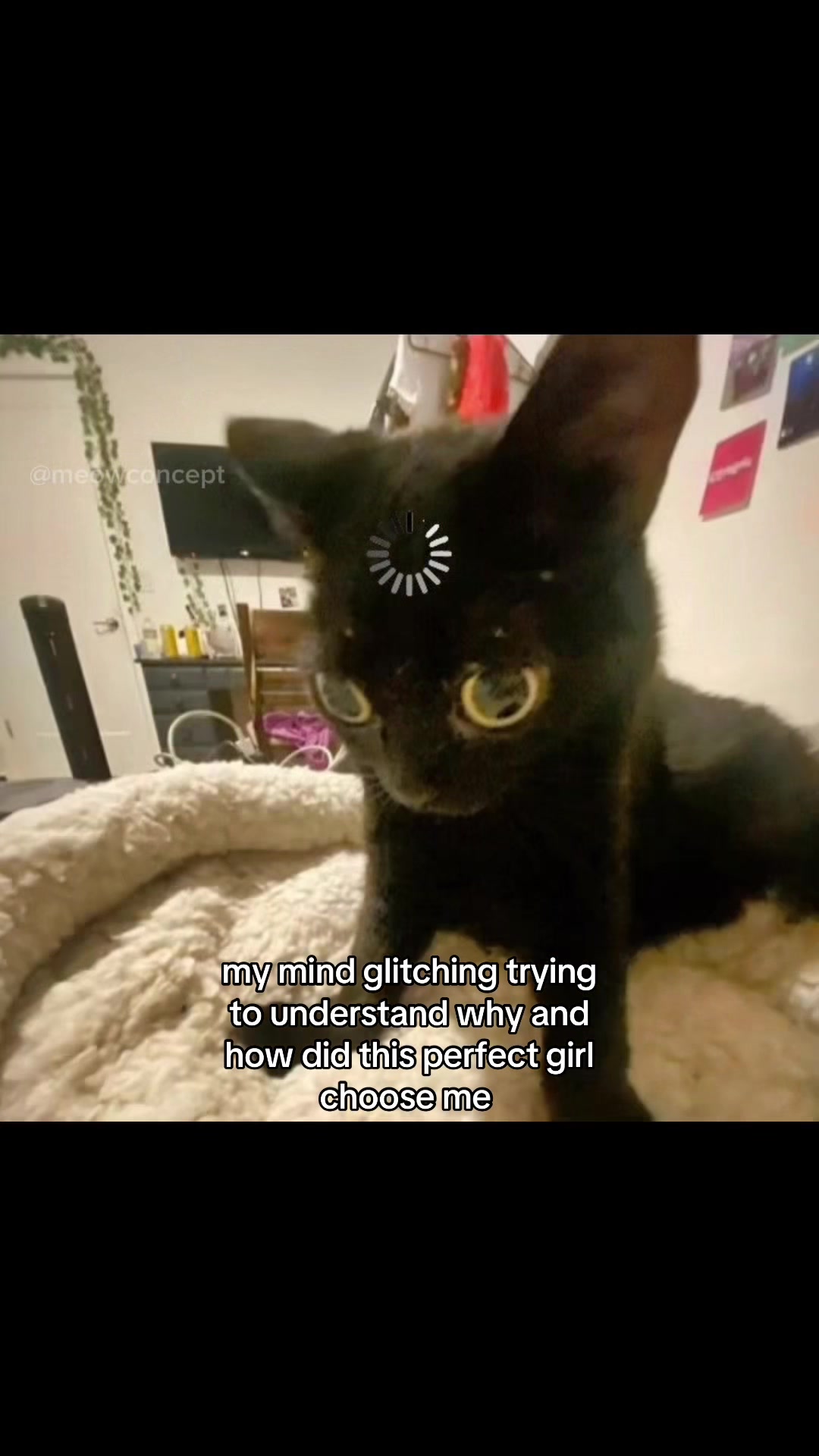 @meowconcept