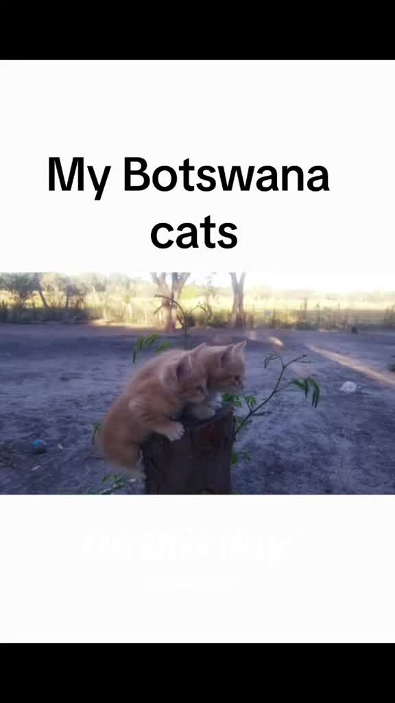 @🎶musicandcats🐈🐈🐕🐾