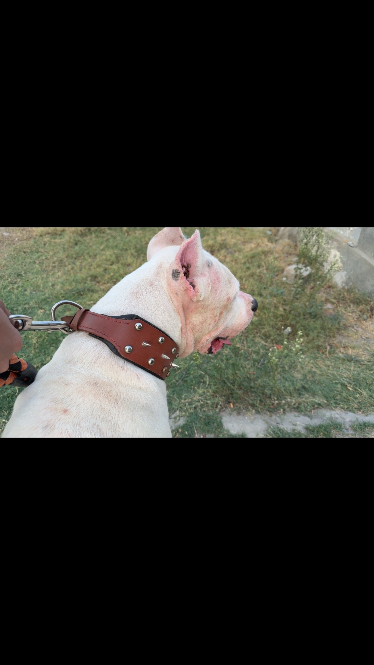 @LIGER the DOGO ARGENTINO