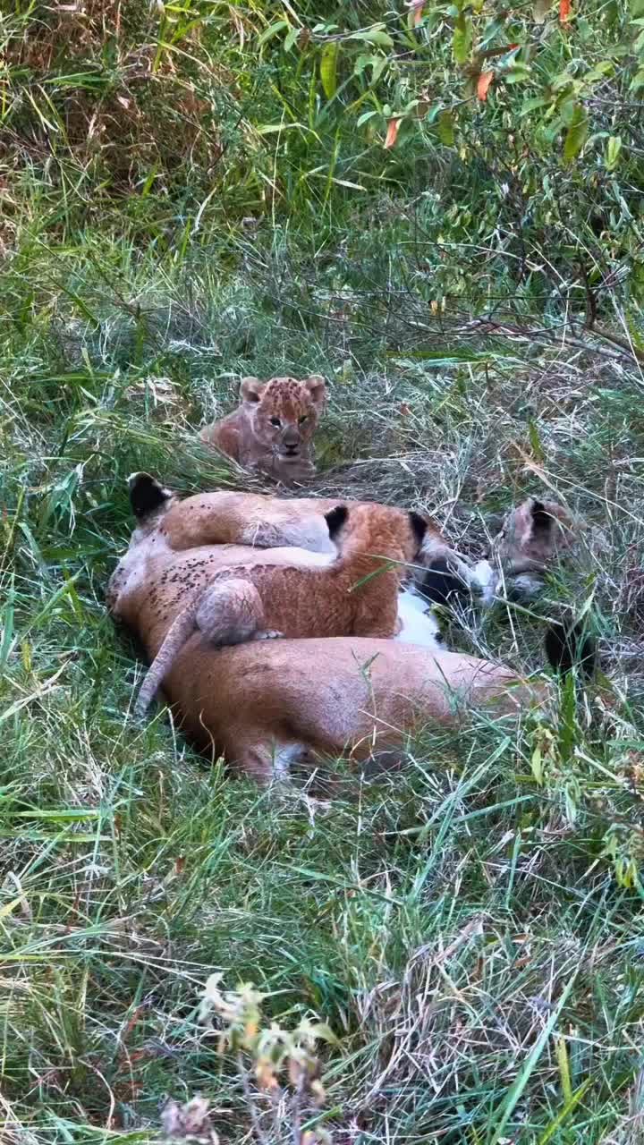 @Guzzicar🦁