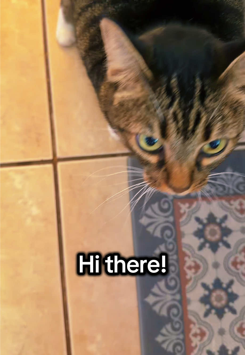 @KittKat❌🐾