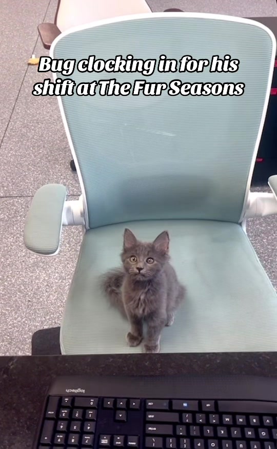 @The Fur Seasons Feline Rescue