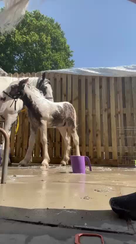@Valgrays bc & animal rescue