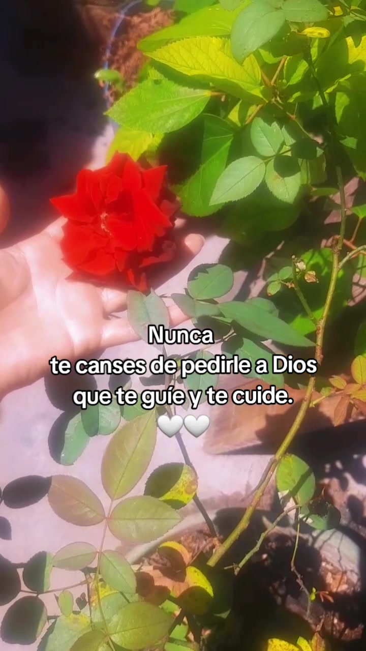 @Ana Preza👩&zwj;🍳🍮🥰🧚&zwj;♀️💐🌻🥰