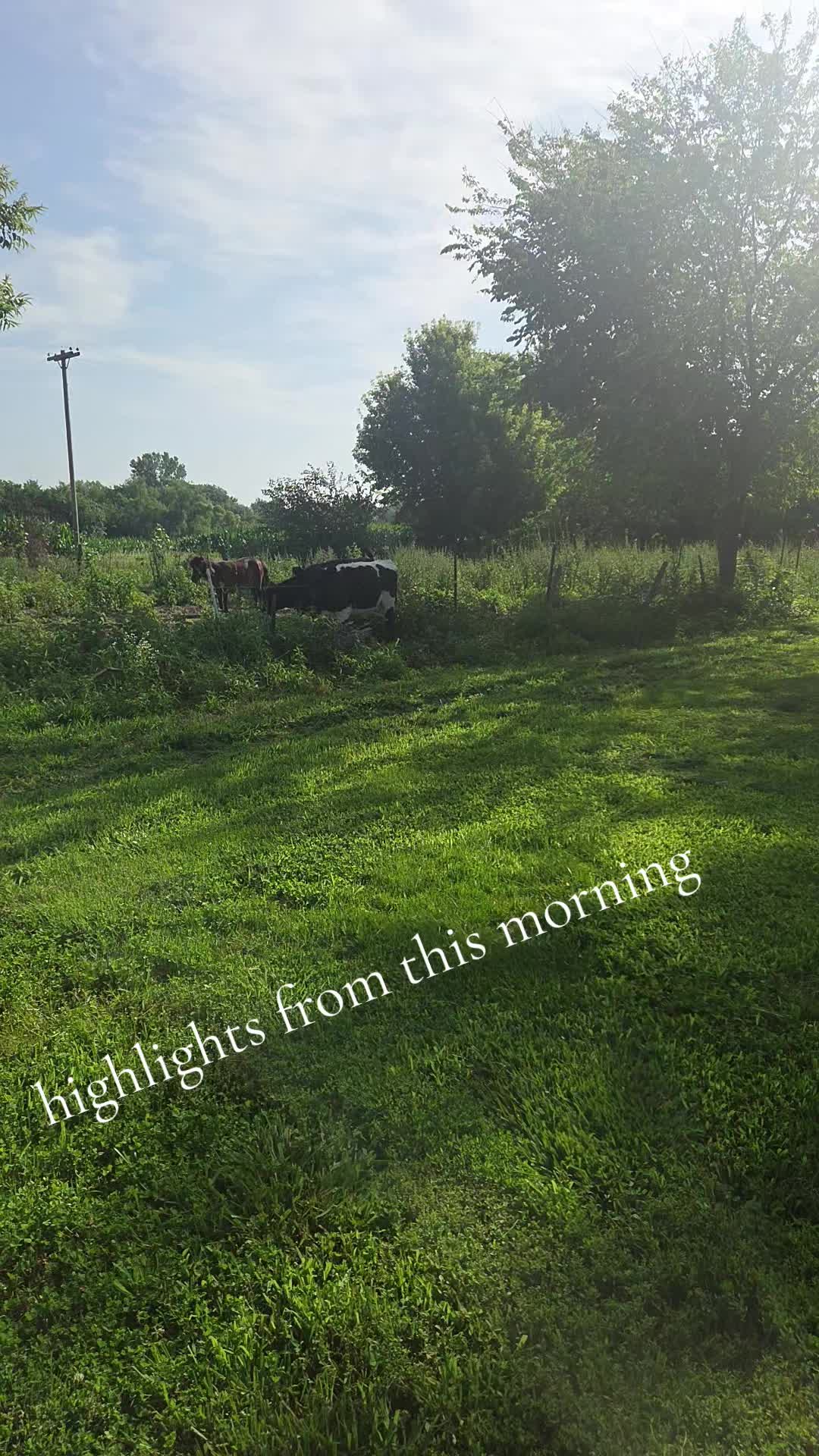 @Echo 🐴🐮🦌🐤