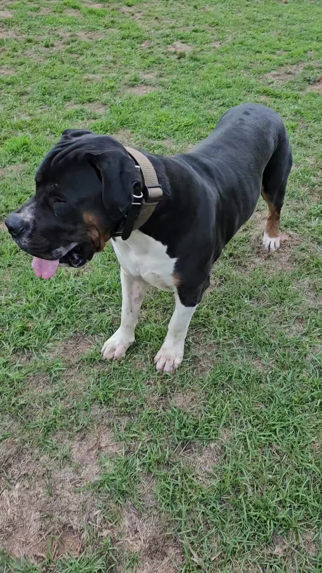 @Southern Shade Boerboels