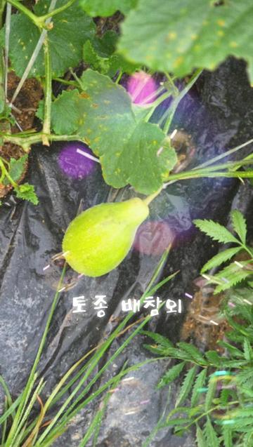 @🇰🇷🧧블루사파이어 🧧🇰🇷