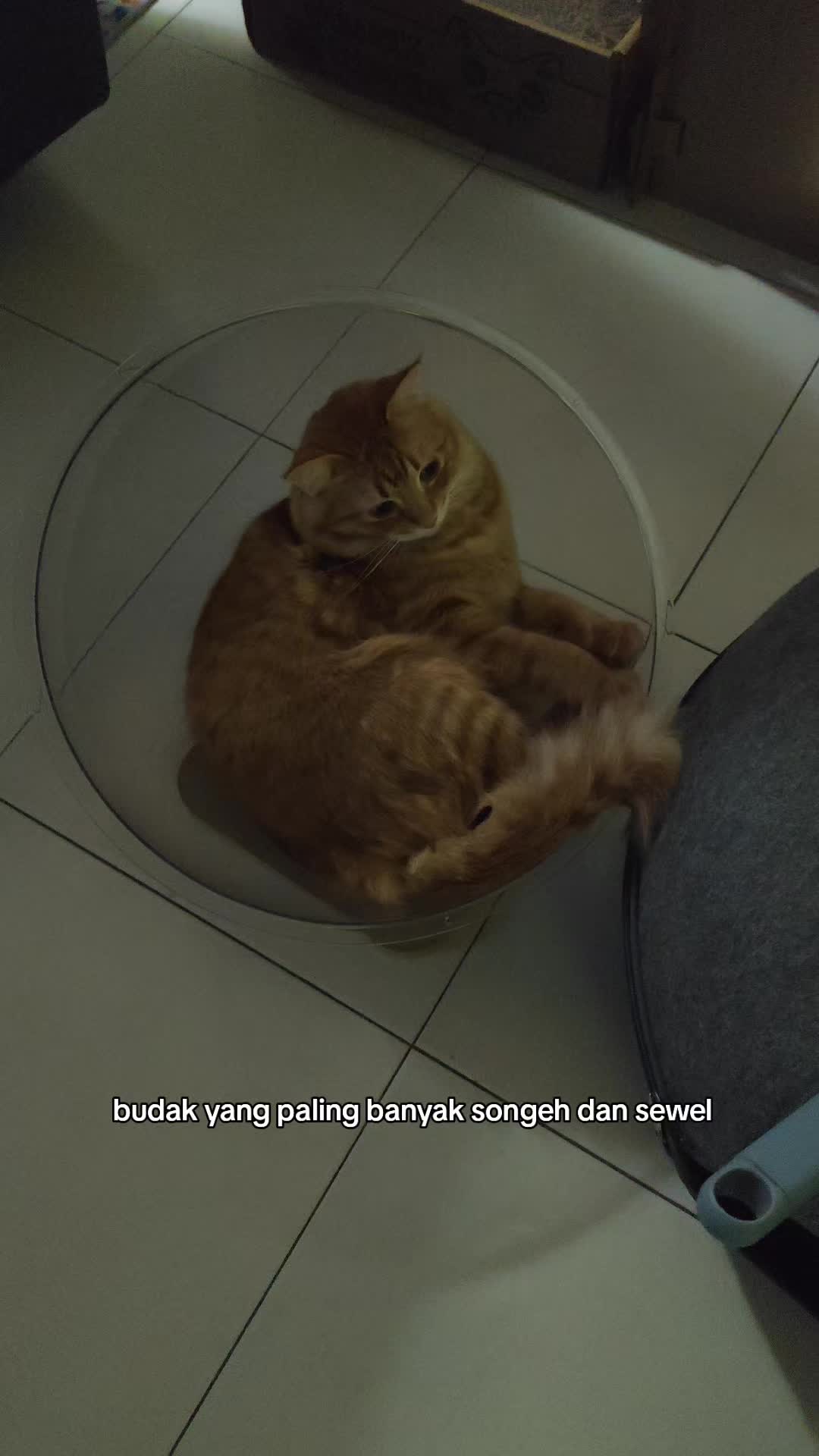 @Omma Kucing 🇲🇾🍉