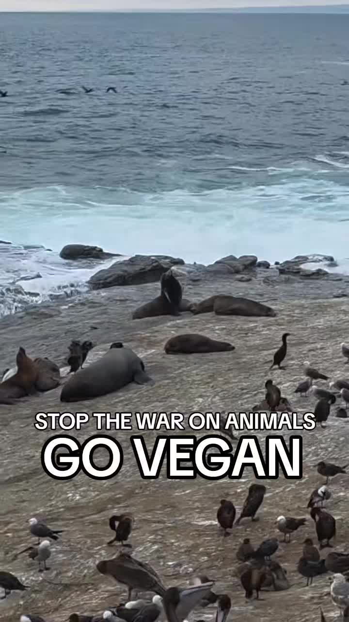@Khaby Go Vegan