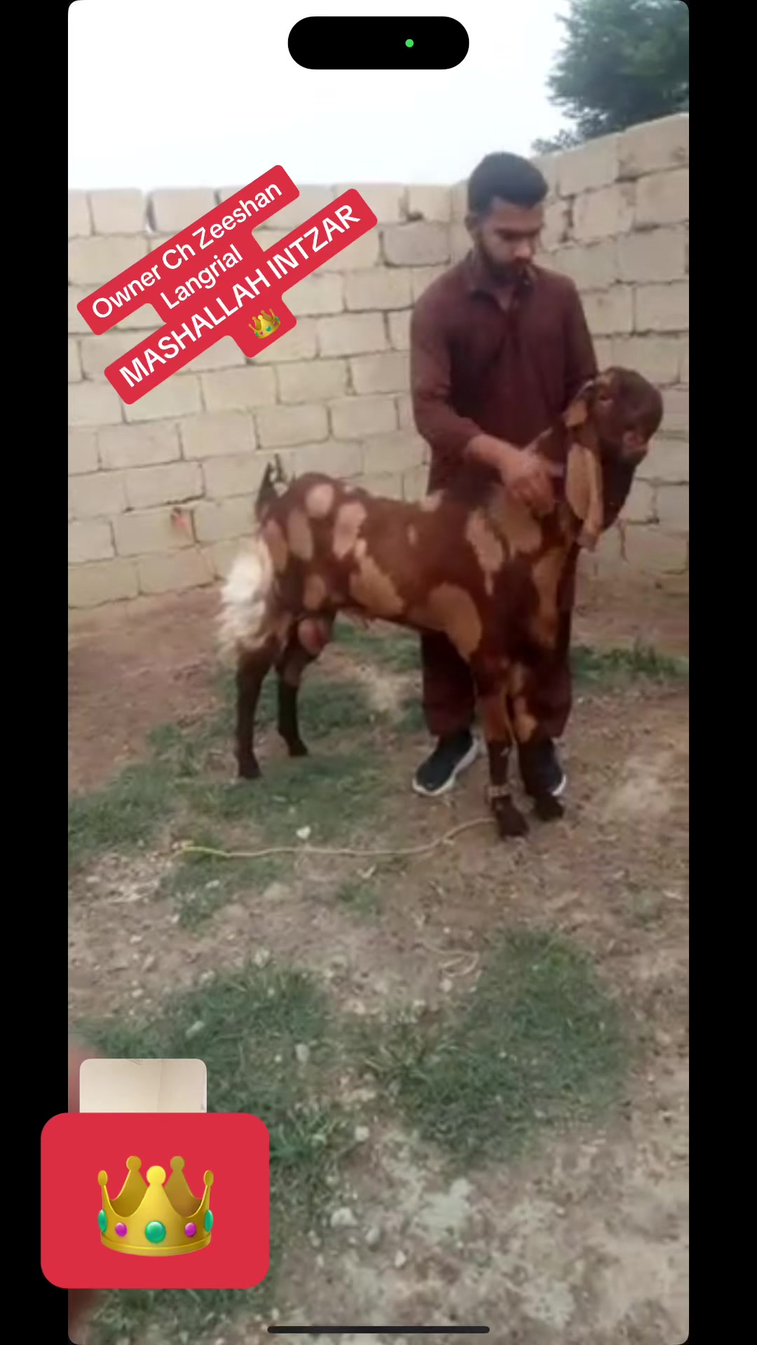 @Mohra Langrial Beetal1