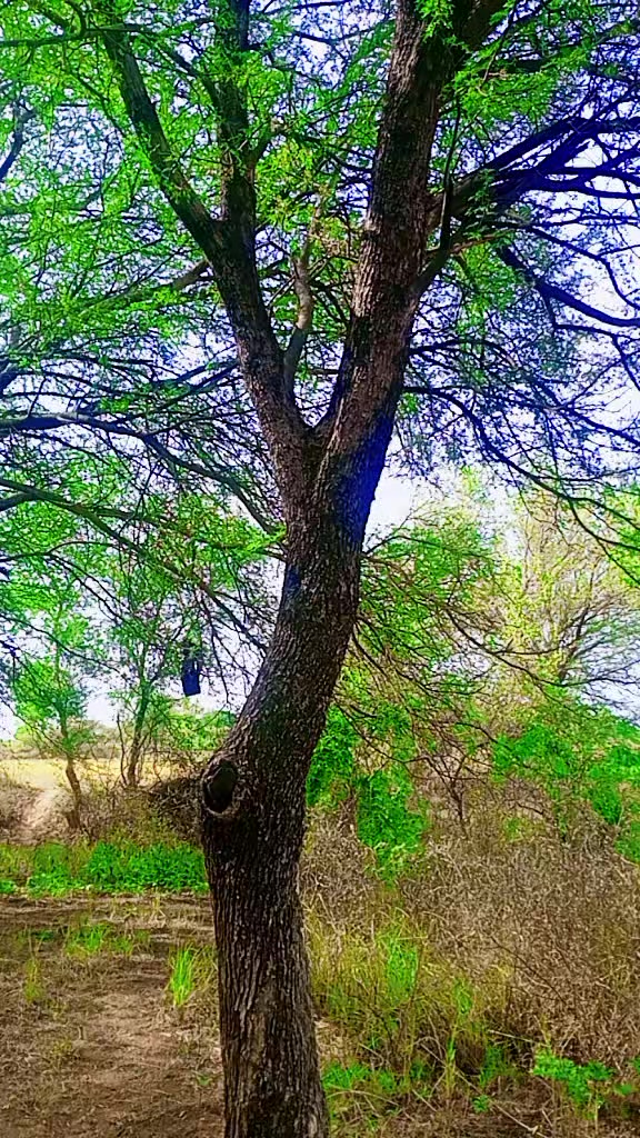 @bahram khan