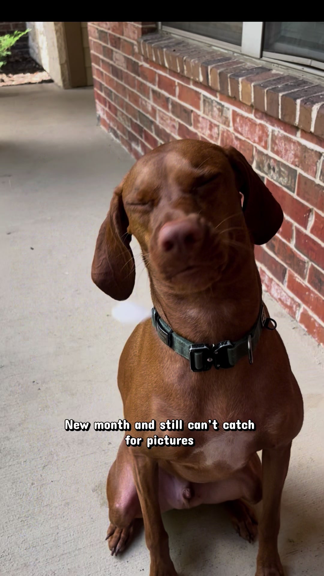 @waylonthevizsla