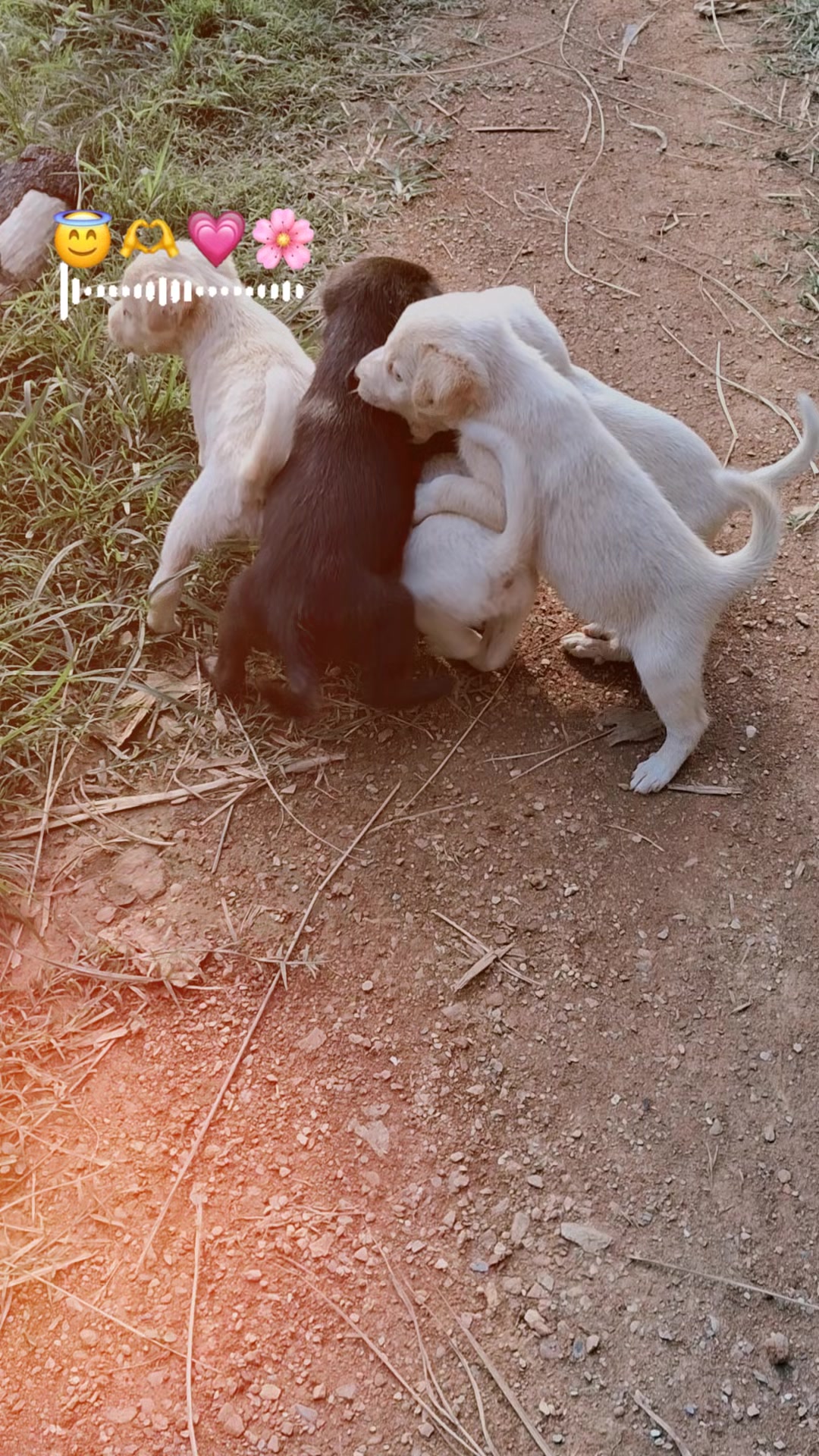 @SUMITA ADHIKARI