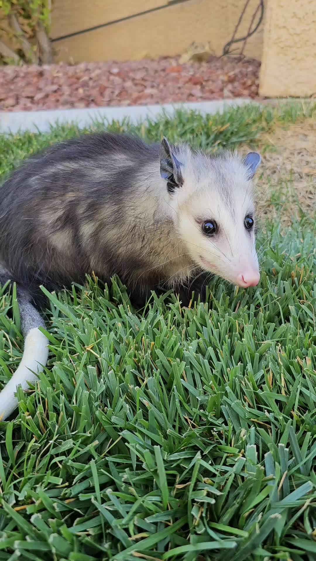 @OPOSSUMDAWGMOM
