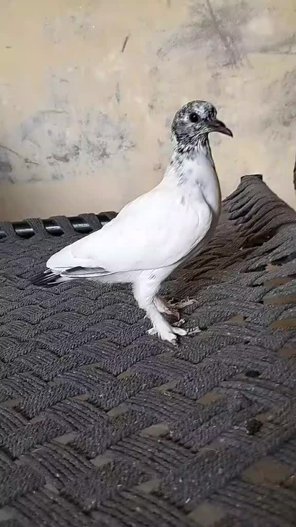 @🤬🤬🤬🤬🤬🤬😡😡🤬🤬😡 ziddi