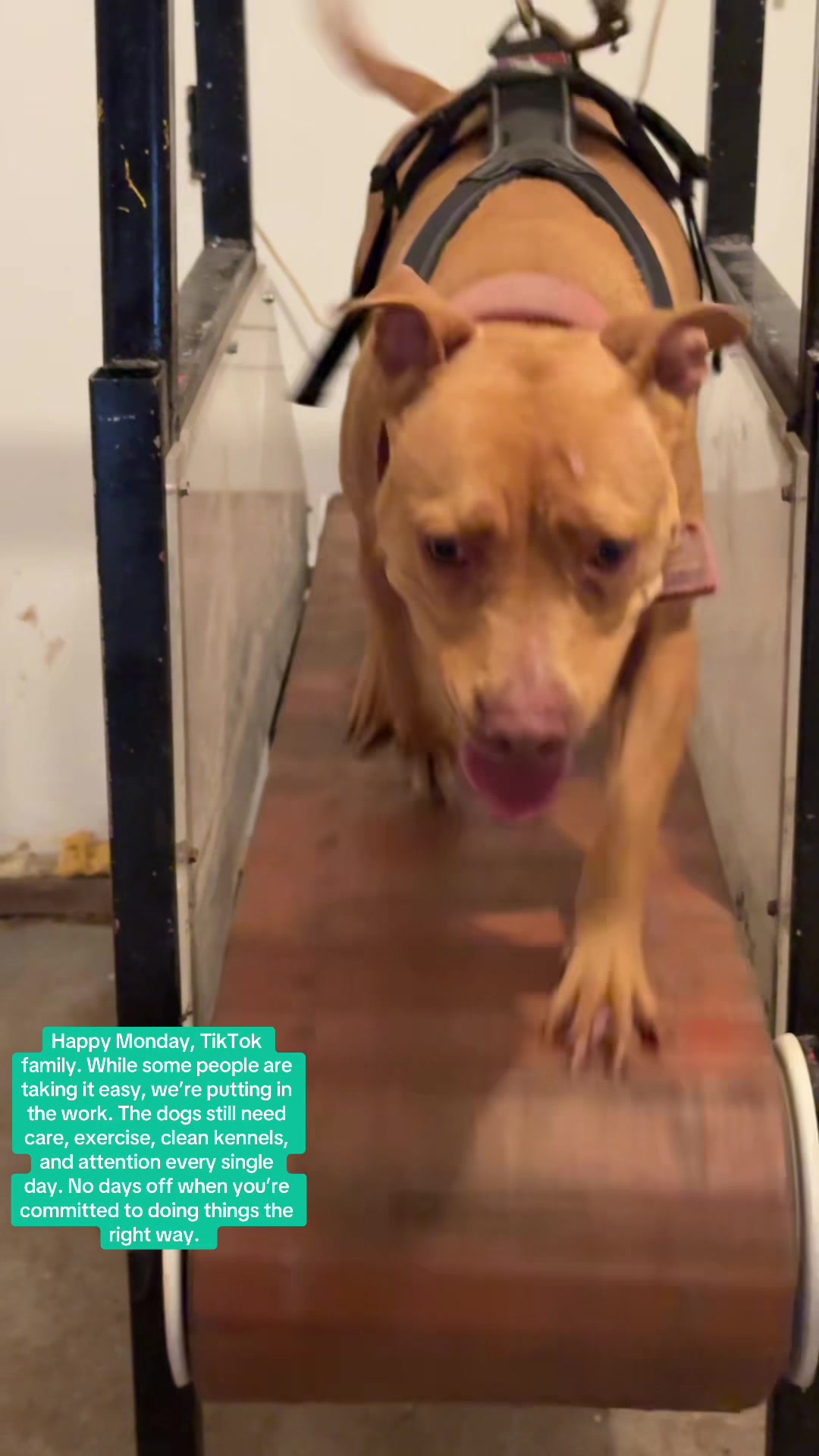 @Jeep Rascal Kennels