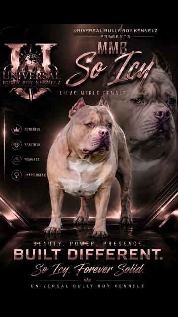 @BULLY BOY FAMILY PRODUCTIONS